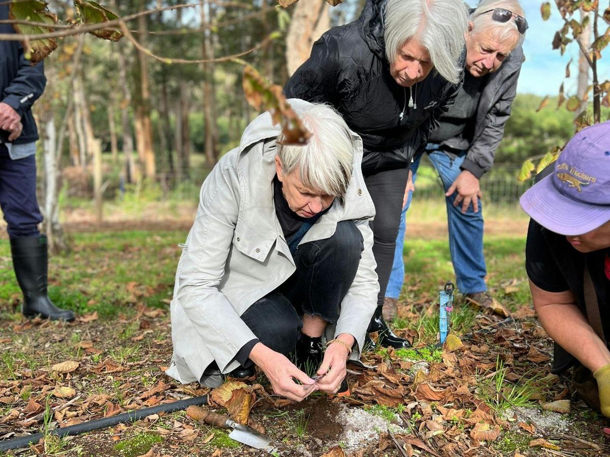 Southern Forests Truffle Hunt