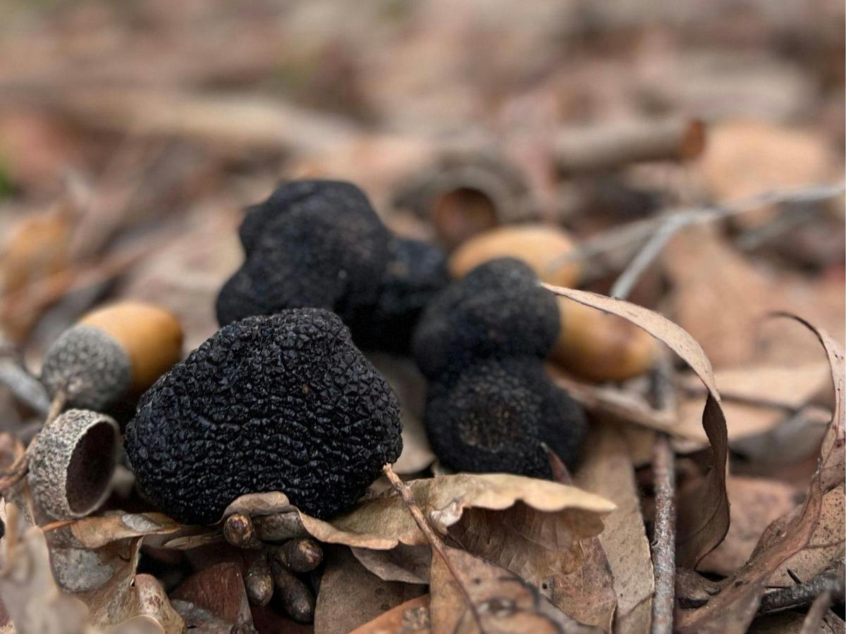 Southern Forests Truffle Hunt