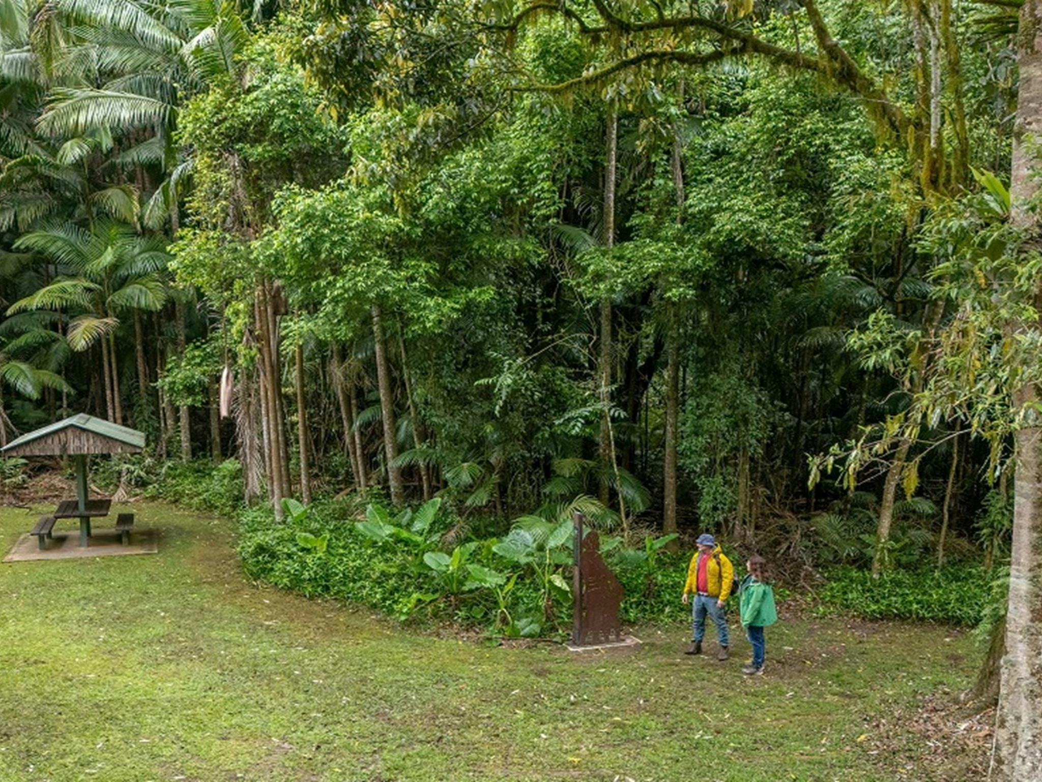 Walkers emerge from the rainforest into a clearing at Terania Creek picnic area, and stop to look at