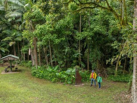 Terania Creek picnic area