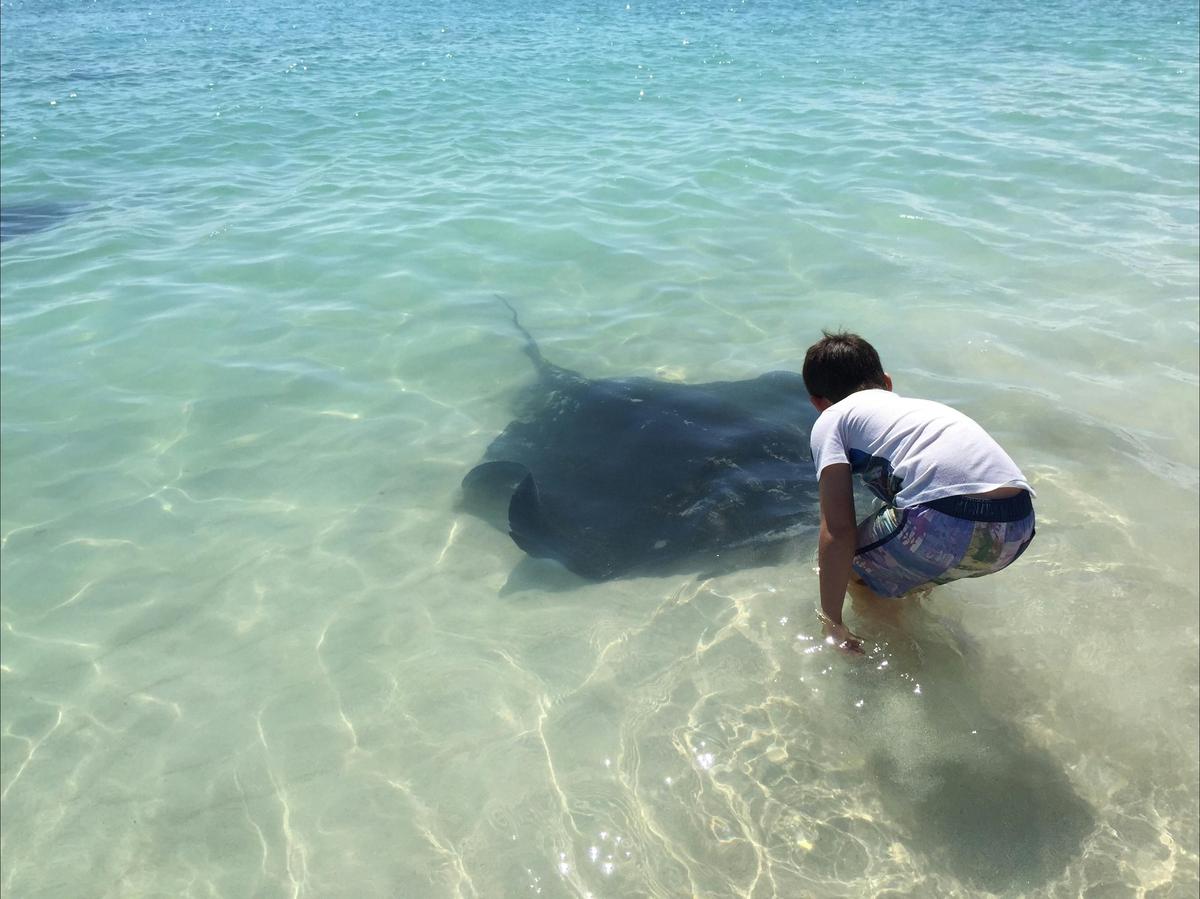Get Up Close to Wild Stingrays