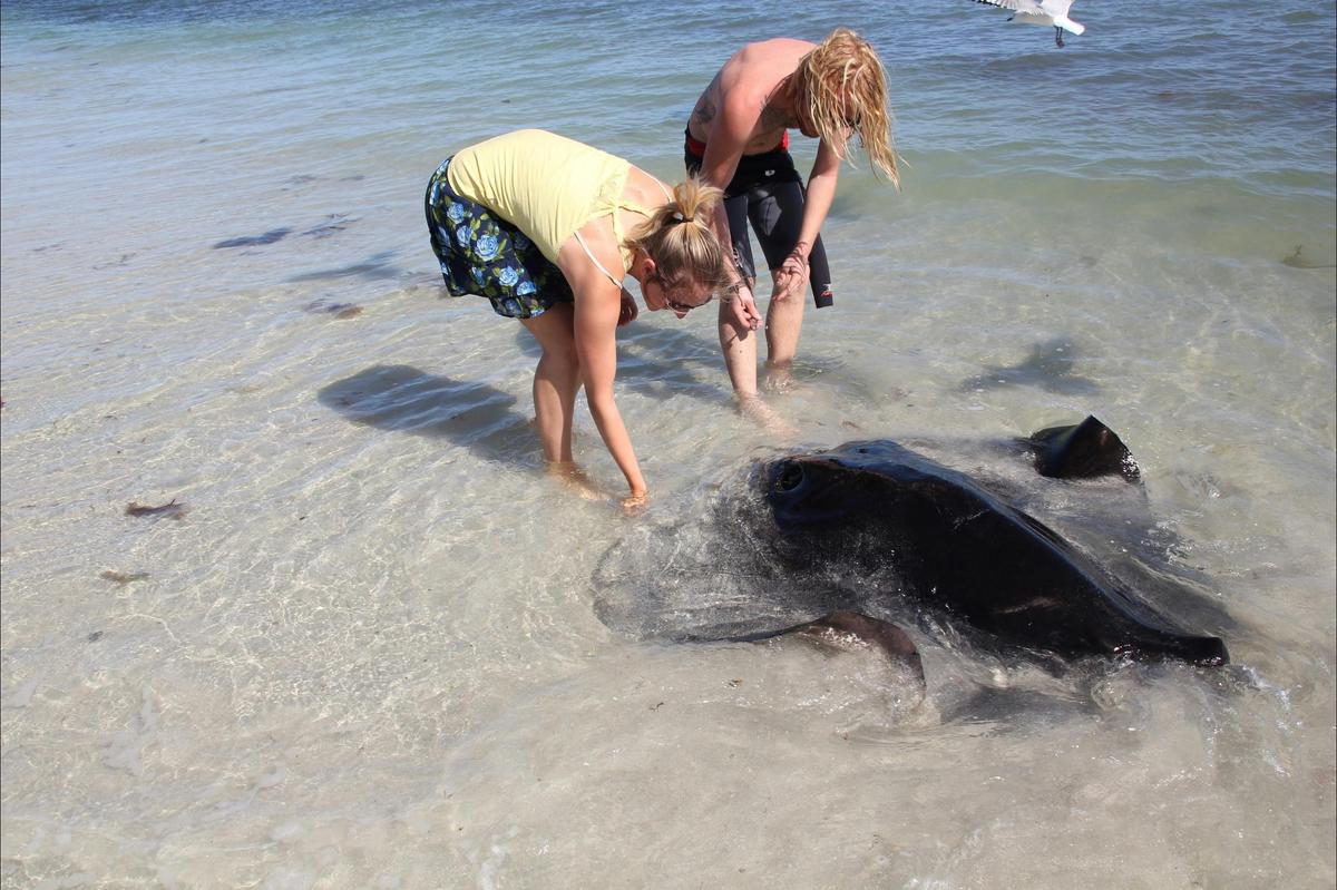 Get Up Close to Wild Stingrays