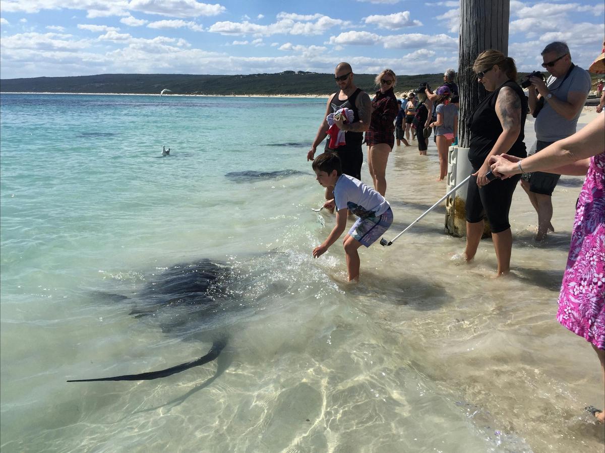 Get Up Close to Wild Stingrays