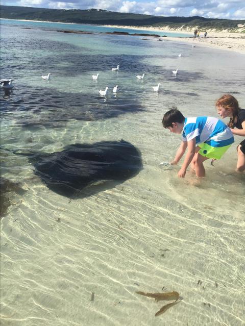 Get Up Close to Wild Stingrays