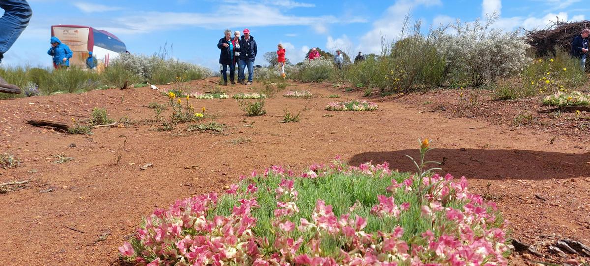 Wildflower Day Tour