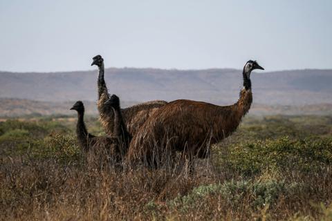 Ningaloo Birding Safaris - Half Day Safari