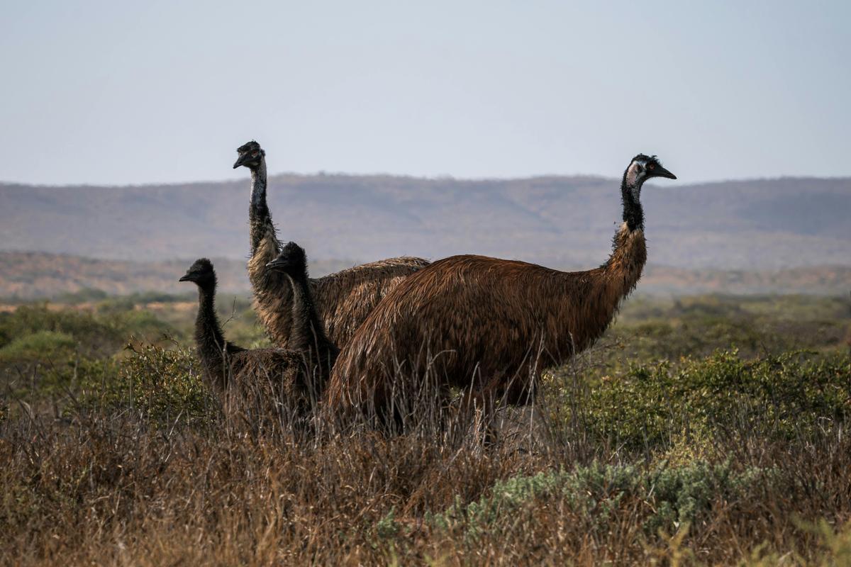 Ningaloo Birding Safaris - Half Day Safari