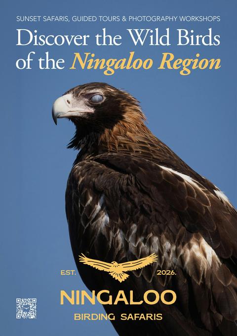 Ningaloo Birding Safaris