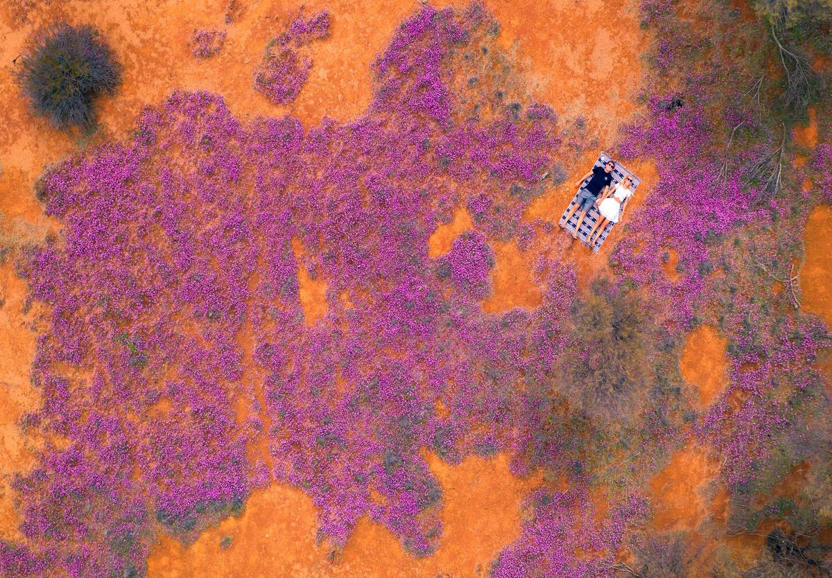 Wildflowers, between Mukinbudin and Bencubbin