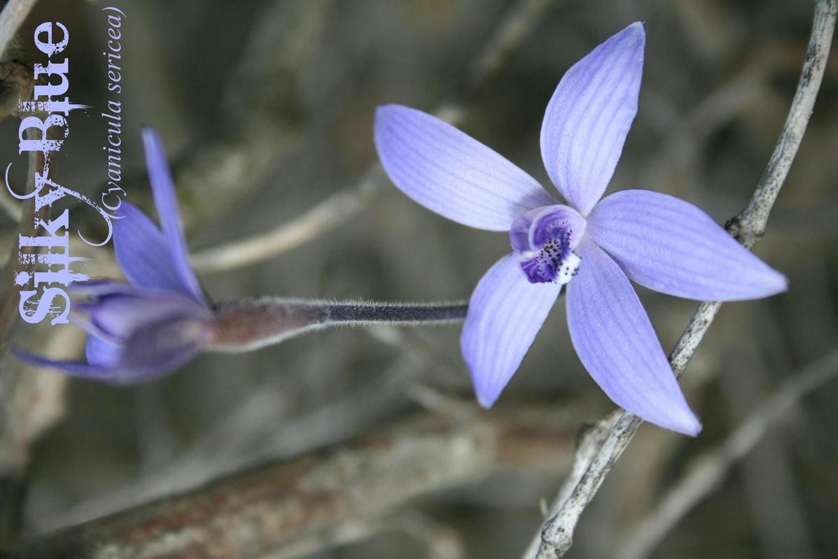 Mt Trio Guided Orchid-Wildflower Tours - Sept & Oct Daily