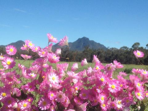 Mt Trio Bush Camp - Wildflower Experiences