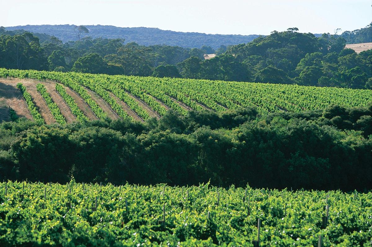 Vineyard view in Wilyabrup area