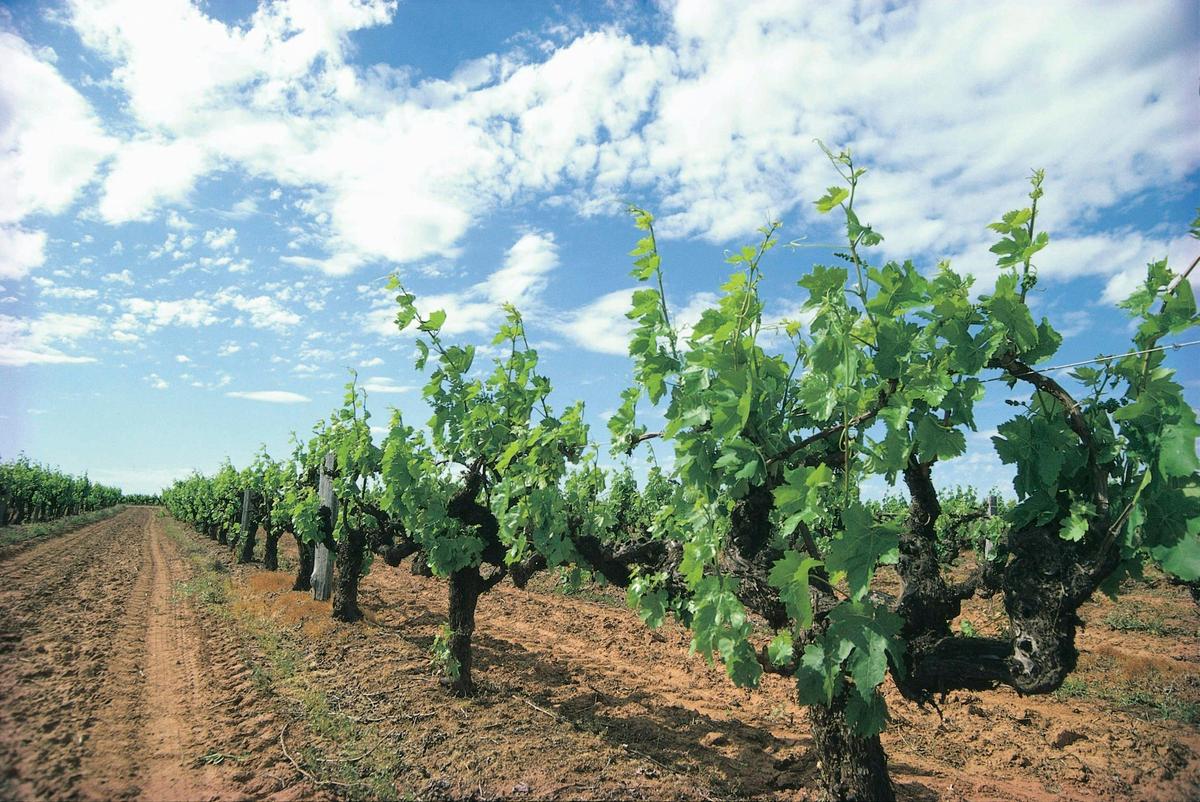 Grape vines