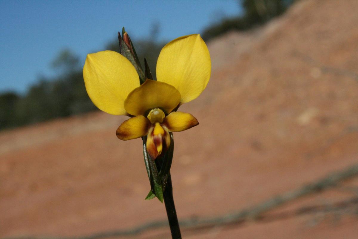 Mt Trio Guided Wildflower Orchid Walk Tours