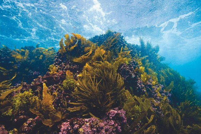 Snorkelling Chain Bay to Acheron Ledge - Maloneys Beach