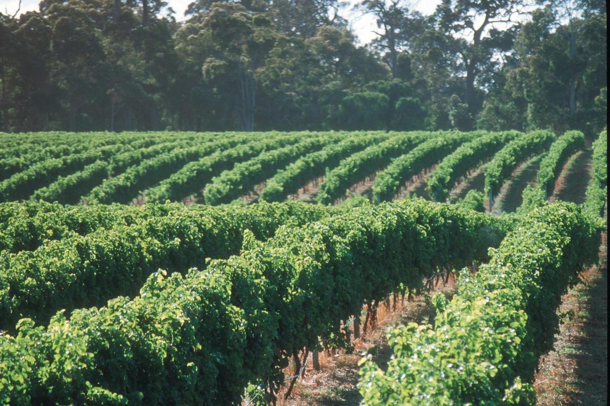 Grape vines at Cape Mentelle vineyards