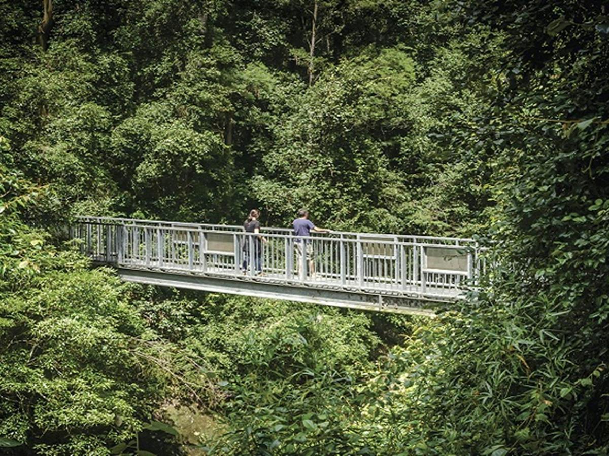 Bridge over Williams River, Blue Gum loop trail. Photo: John Spencer/OEH