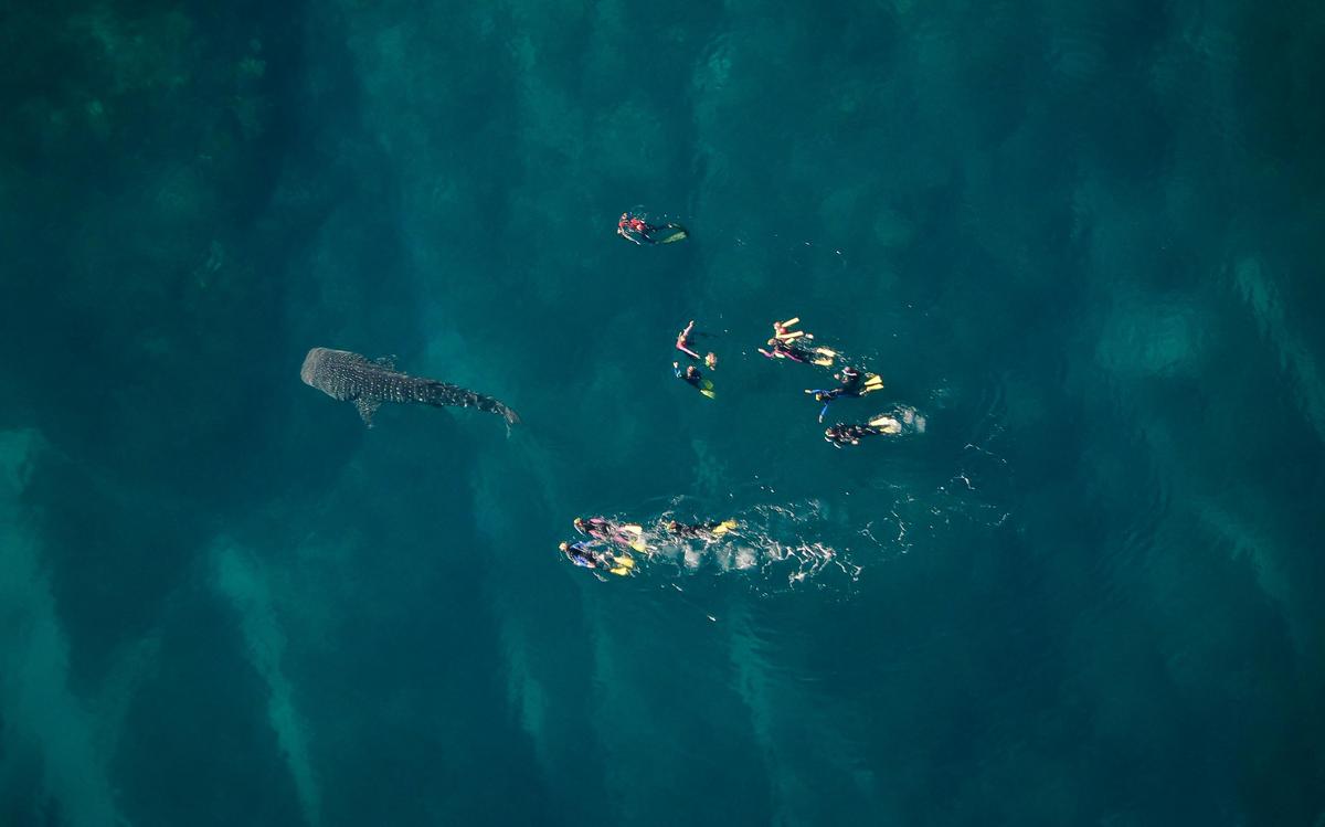 Whale Shark