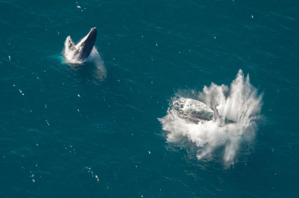 Humpback Whales