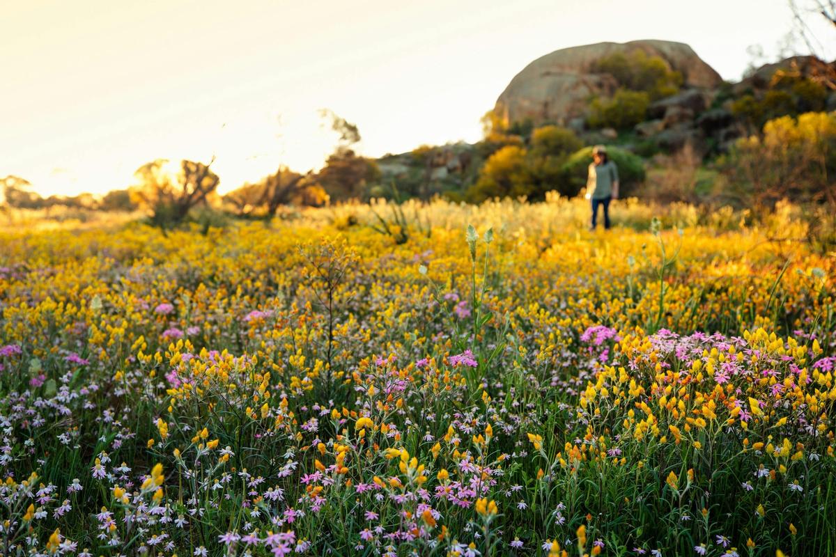 Wildflowers, near Eaglestone Rock