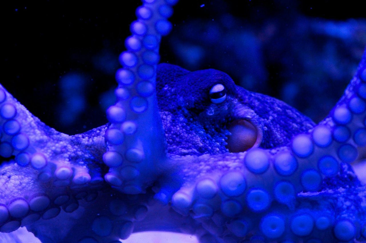 Octopus at SIA