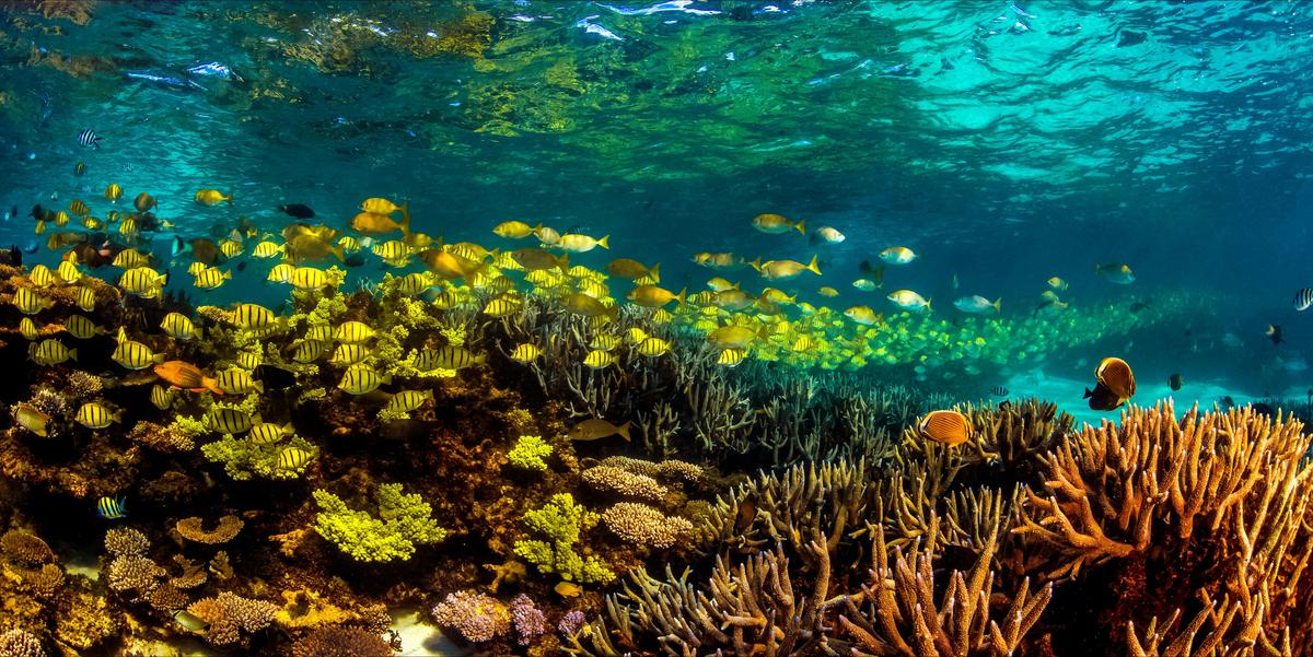 The pristine coral gardens of the Ningaloo Reef