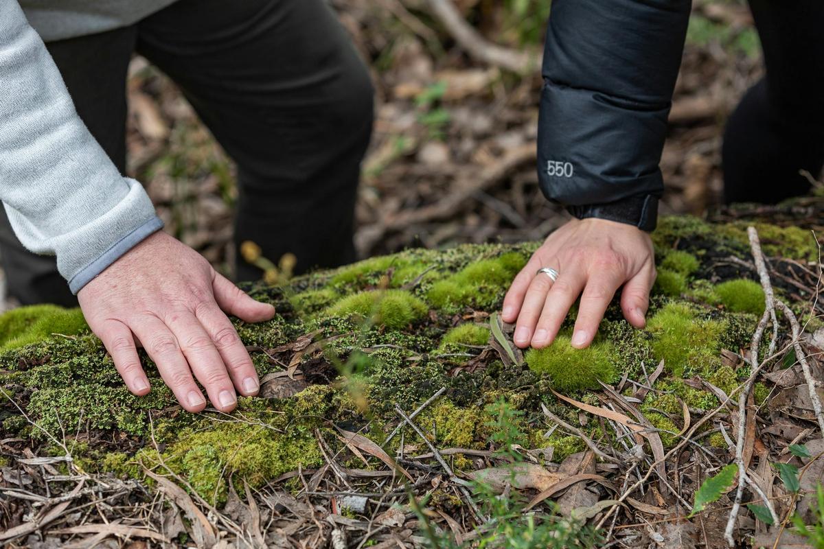 Forest Bathing Margaret River