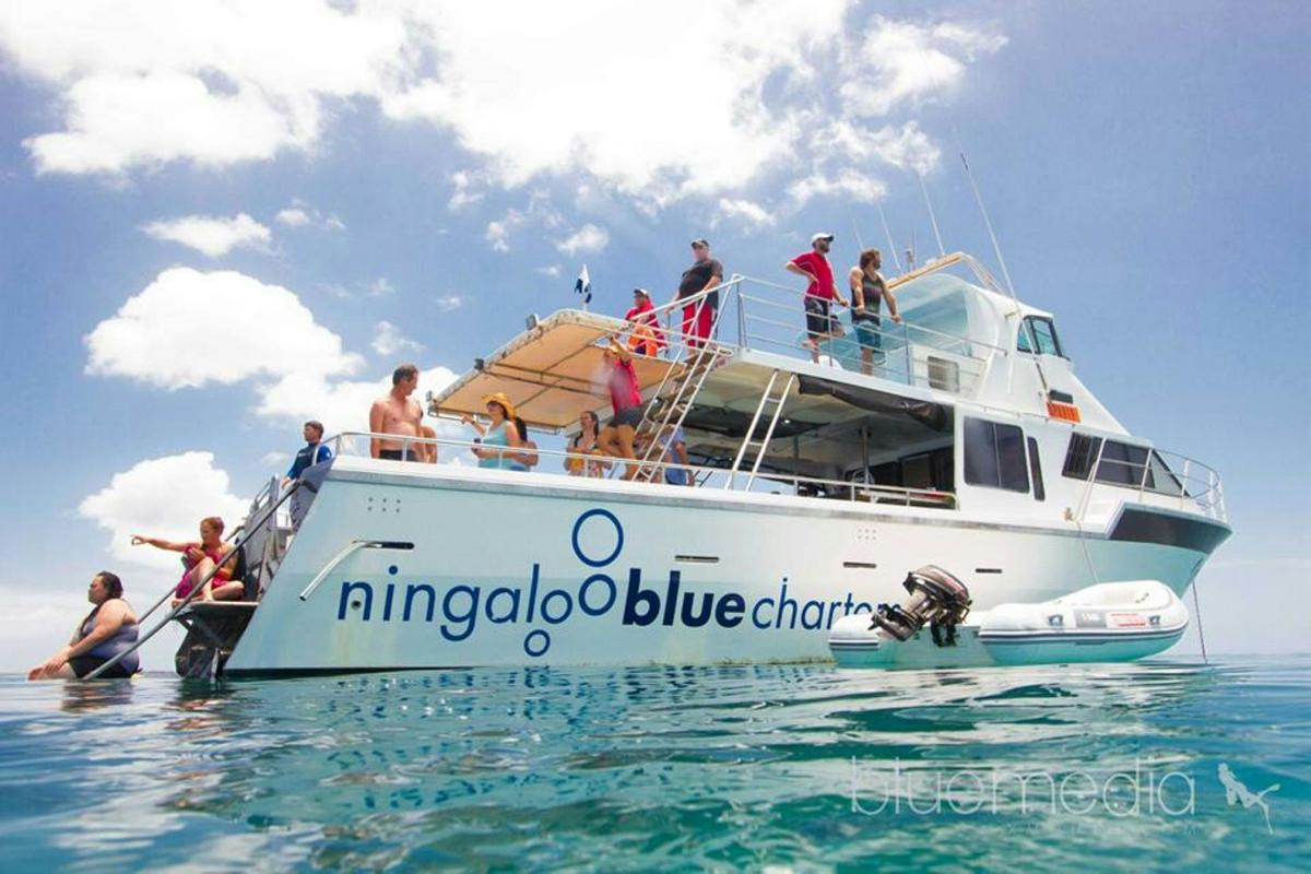 Wildlife Eco Tours - Whale Sharks, Whale Watching