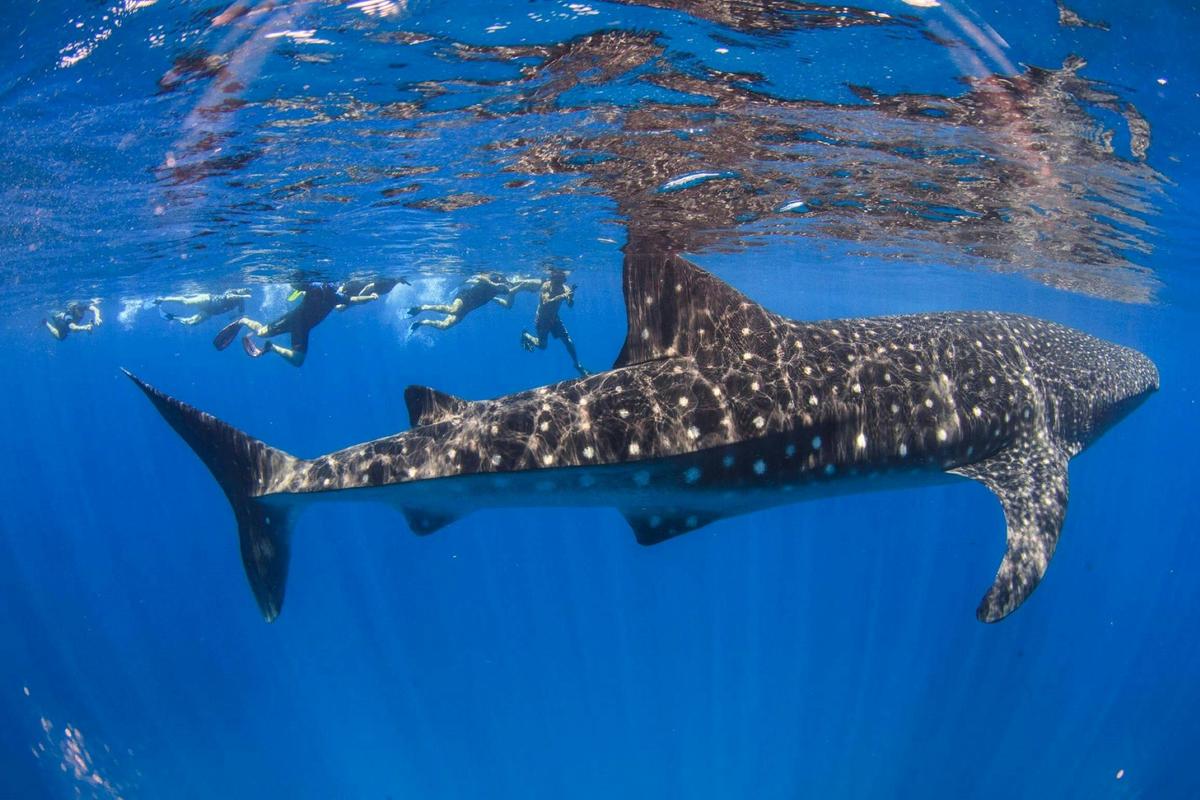Swimming with Whale Sharks - Ningaloo Reef Exmouth