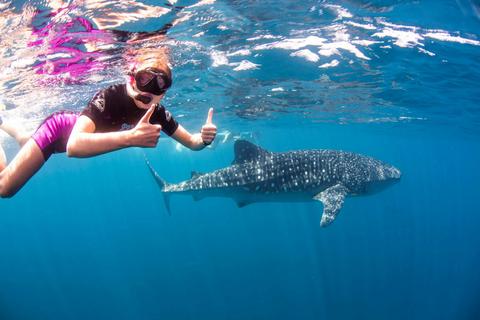 Ningaloo Blue Dive