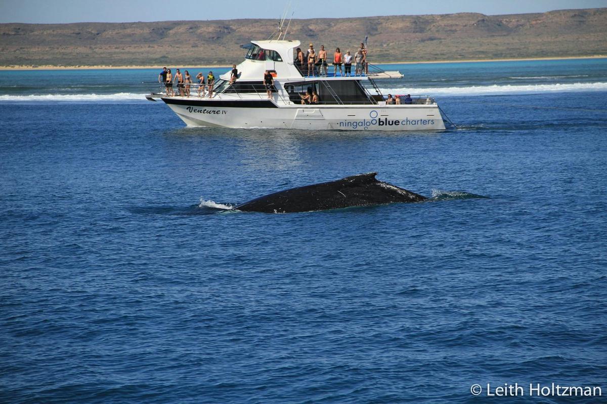 Private luxury tour, exploring the reef at your own pace