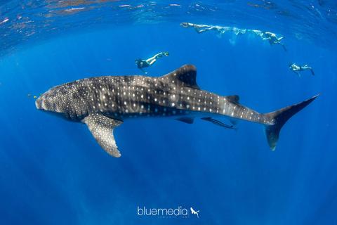 Swimming with Whale Sharks - Ningaloo Reef Exmouth