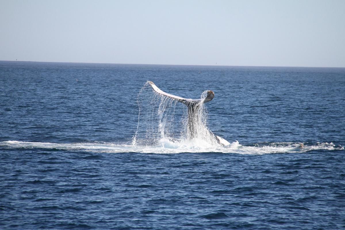 Humpback Whales Interaction