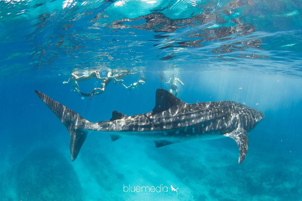 Swimming with whale shark