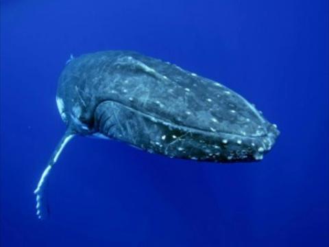 Humpback Whales Interaction