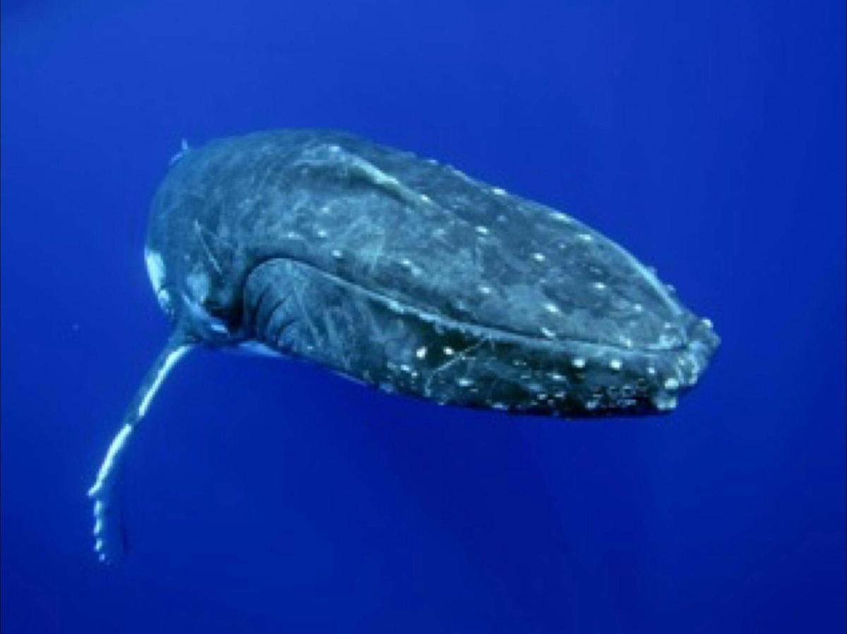 Humpback Whales Interaction