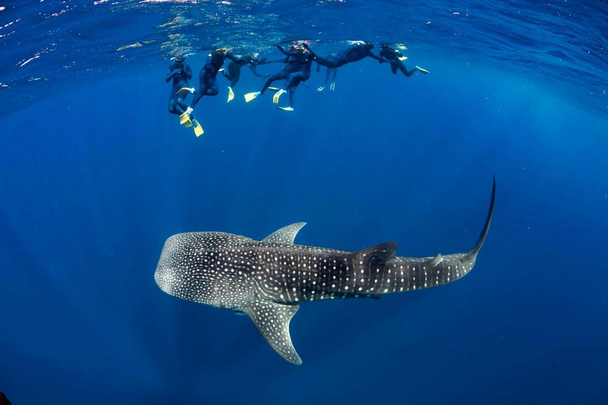 Swim with whaleshark