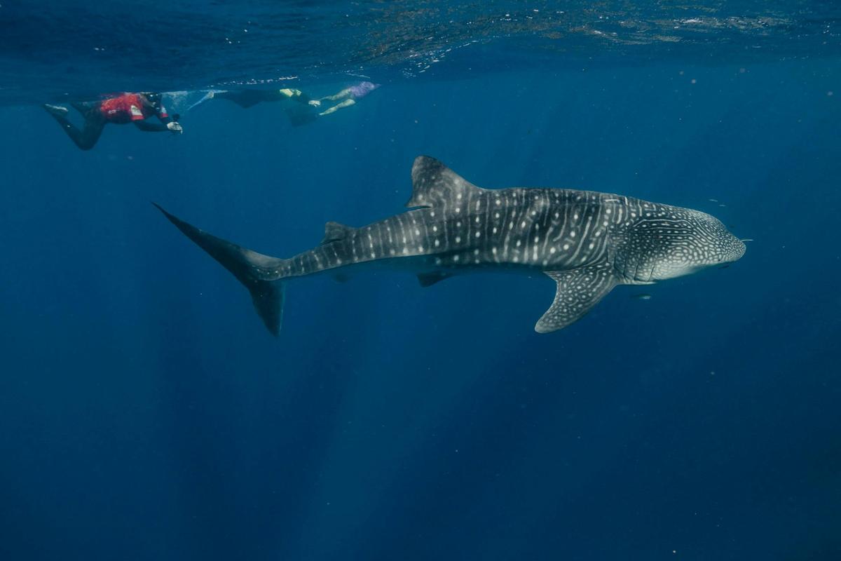 Wildlife Eco Tours - Whale Sharks, Whale Watching