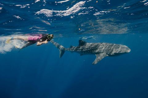 Wildlife Eco Tours - Whale Sharks, Whale Watching