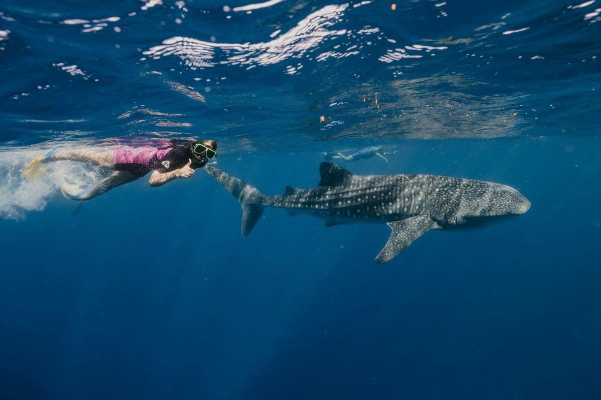 Wildlife Eco Tours - Whale Sharks, Whale Watching