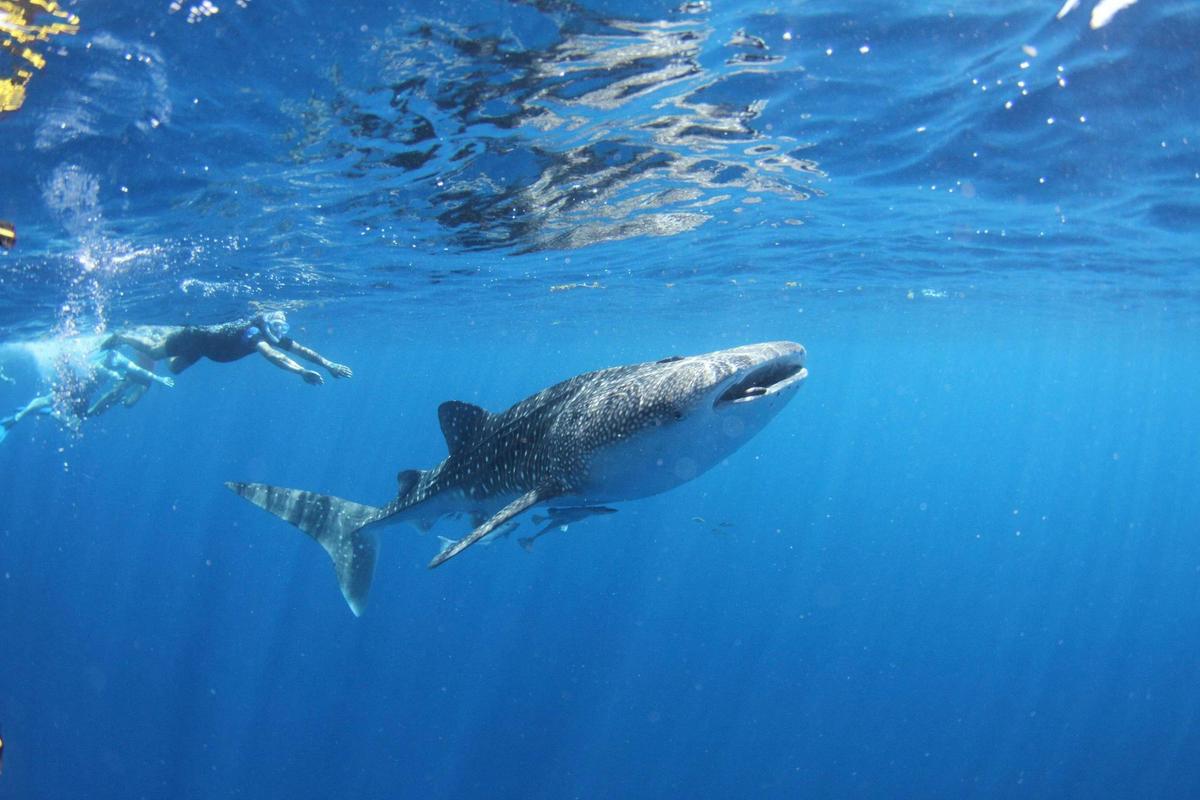 Swim with whaleshark
