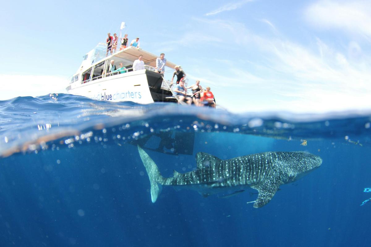 Private luxury tour, exploring the reef at your own pace