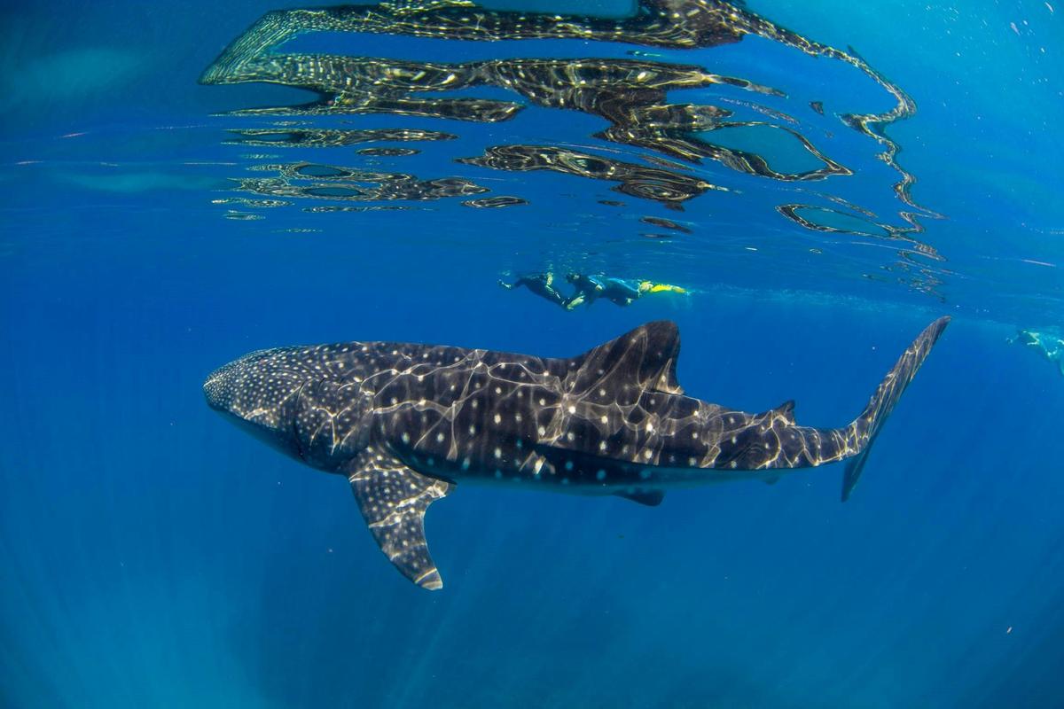 Clear whaleshark