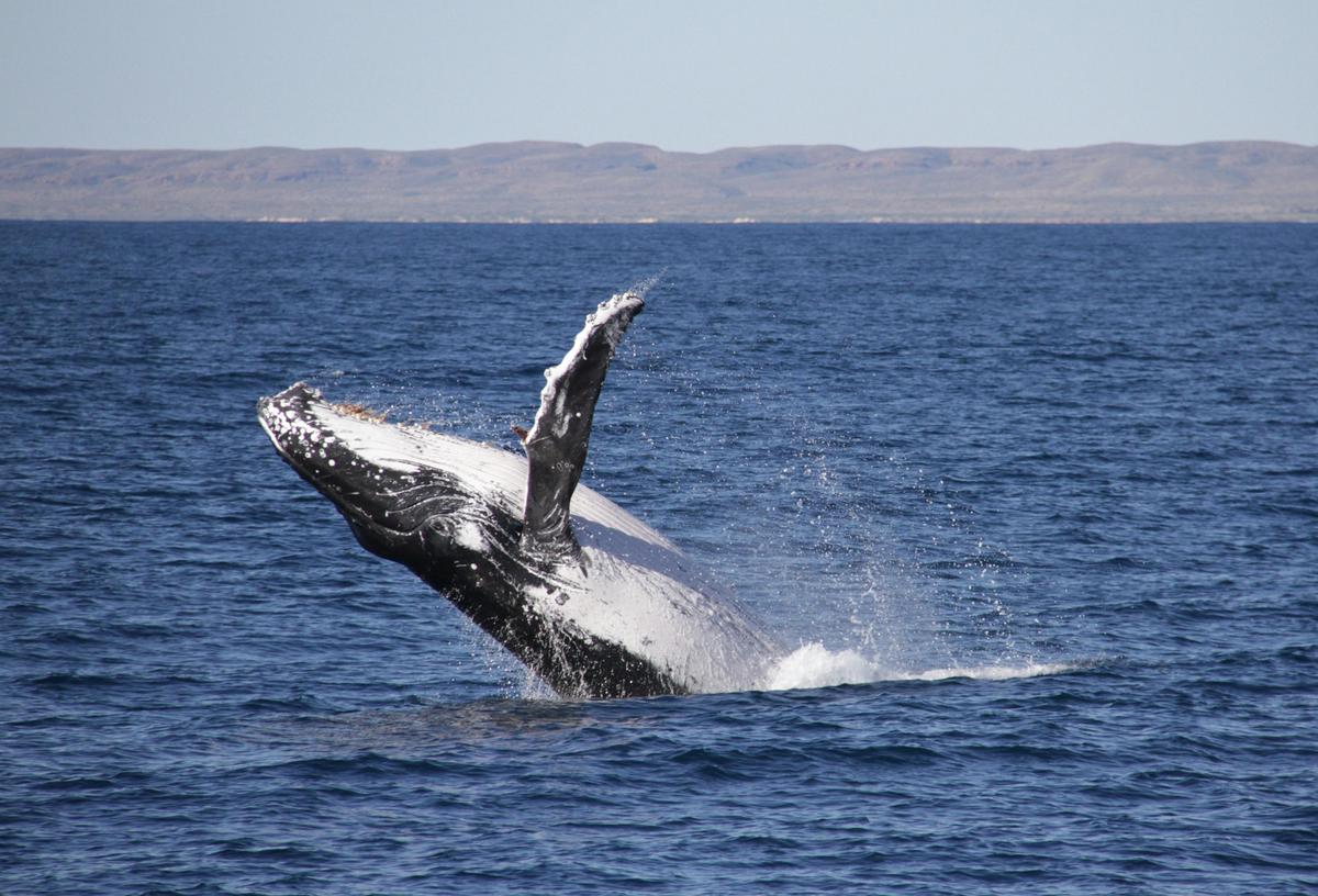Humpback Whales Interaction