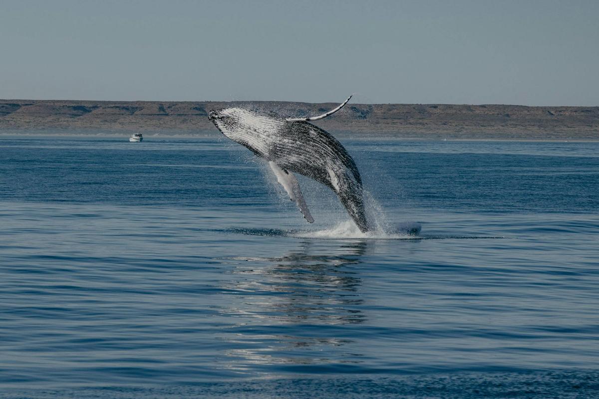 Wildlife Eco Tours - Whale Sharks, Whale Watching