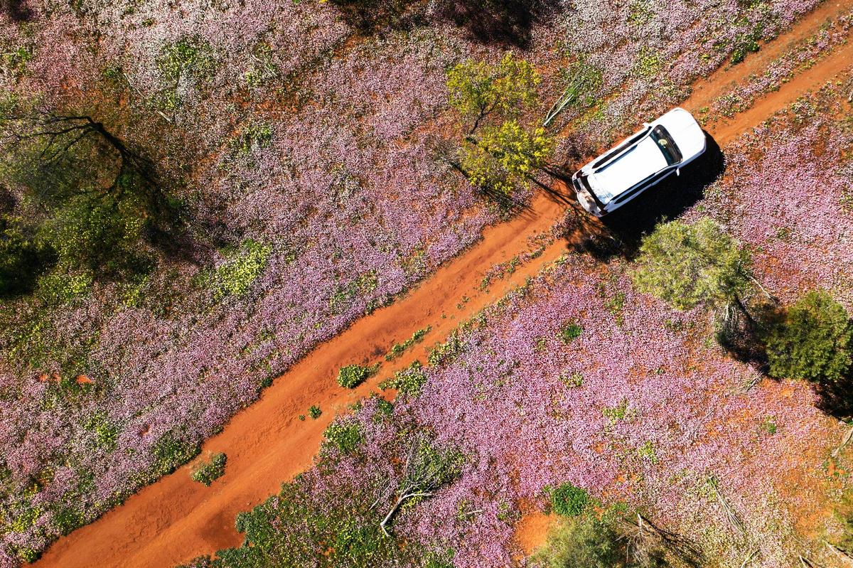 Wildflowers, Morawa