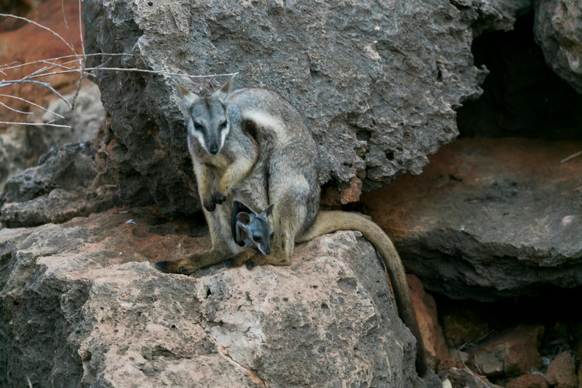 Black Flanked Rock Wallaby