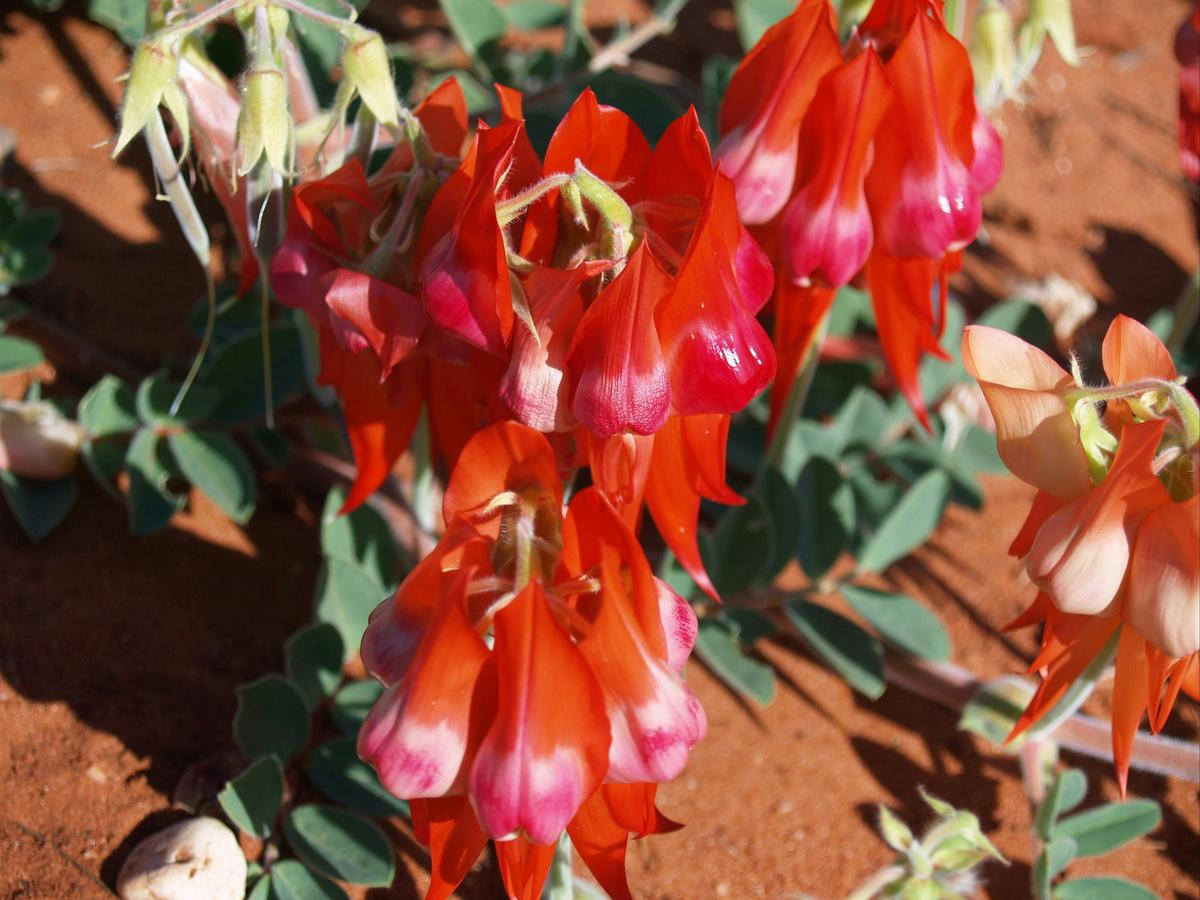 Red Centered Stuart Desert Pea