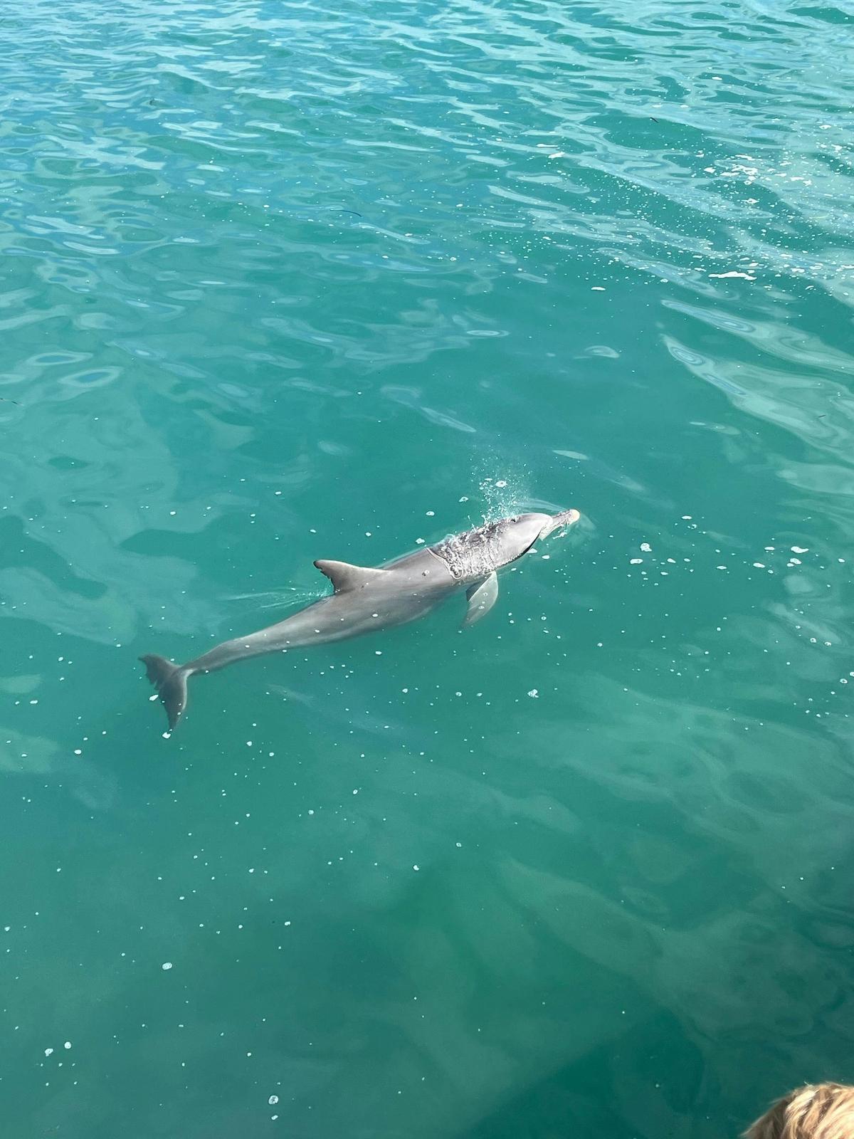 Station and Dolphin Overnight Experience Two Day Tour From Perth