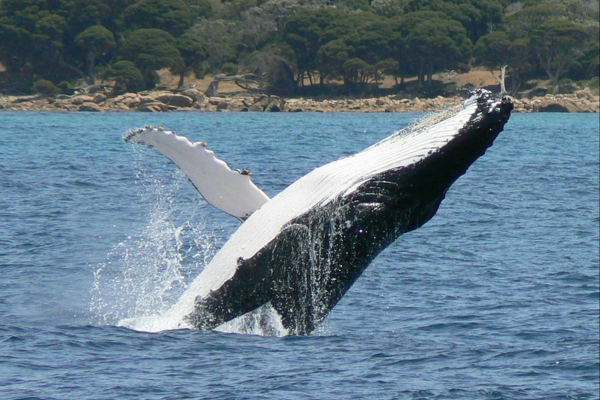 Breaching Humpback Whale